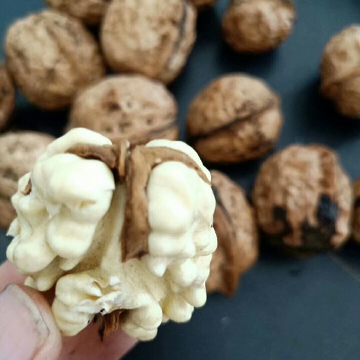 鲁甸县 鲁甸大核桃