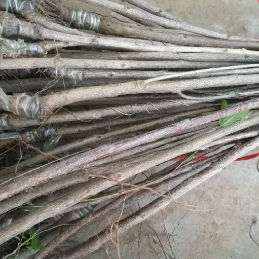 苍溪县 南北方栽植嫁接樱桃树苗美早樱桃苗子现挖现发品种保证