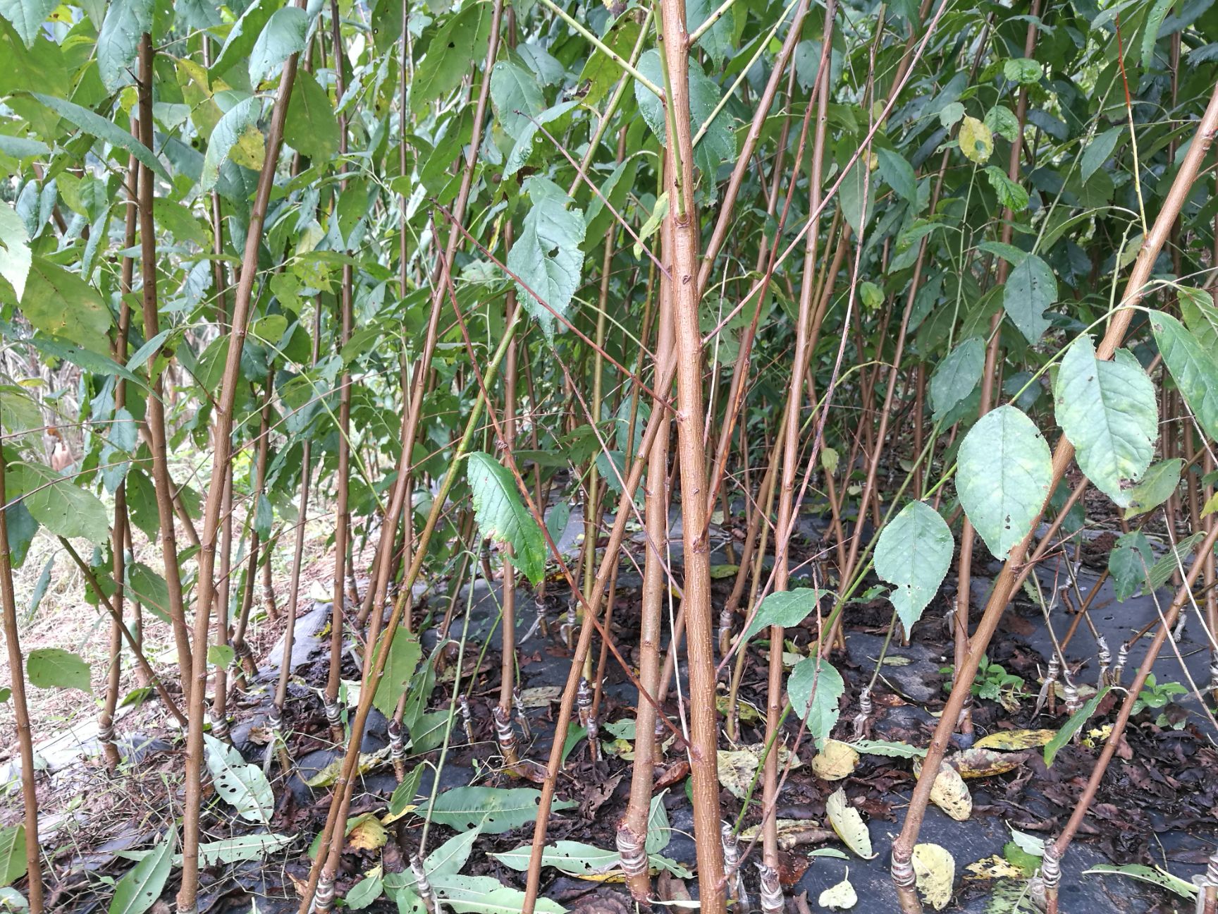 脆红李苗 优质南北方栽植嫁接脆红李树苗现挖现发品种保证