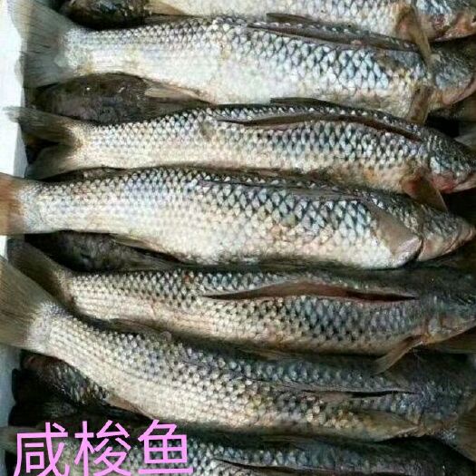 渤海梭鱼