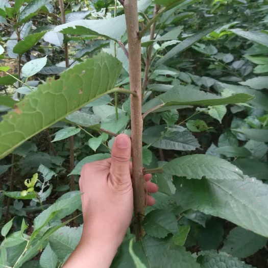 苍溪县 南北方栽植嫁接玛瑙红樱桃苗现挖现发品种保证
