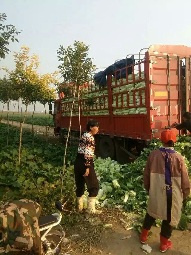 早大白土豆 5兩以上 