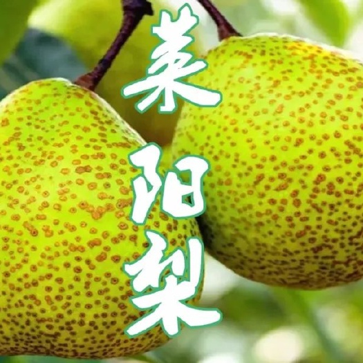 莱阳市自产自销正宗莱阳梨，一件代发，支持电商