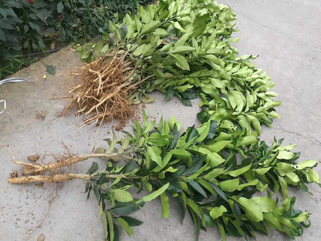  南北方地栽红心柚树苗现挖现发品质保证保湿发货