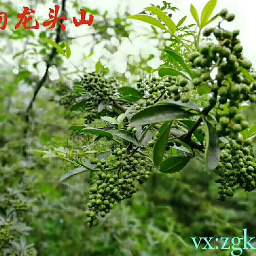 鲁甸县青花椒 鲁甸新货已经上市，订货有优惠噢！