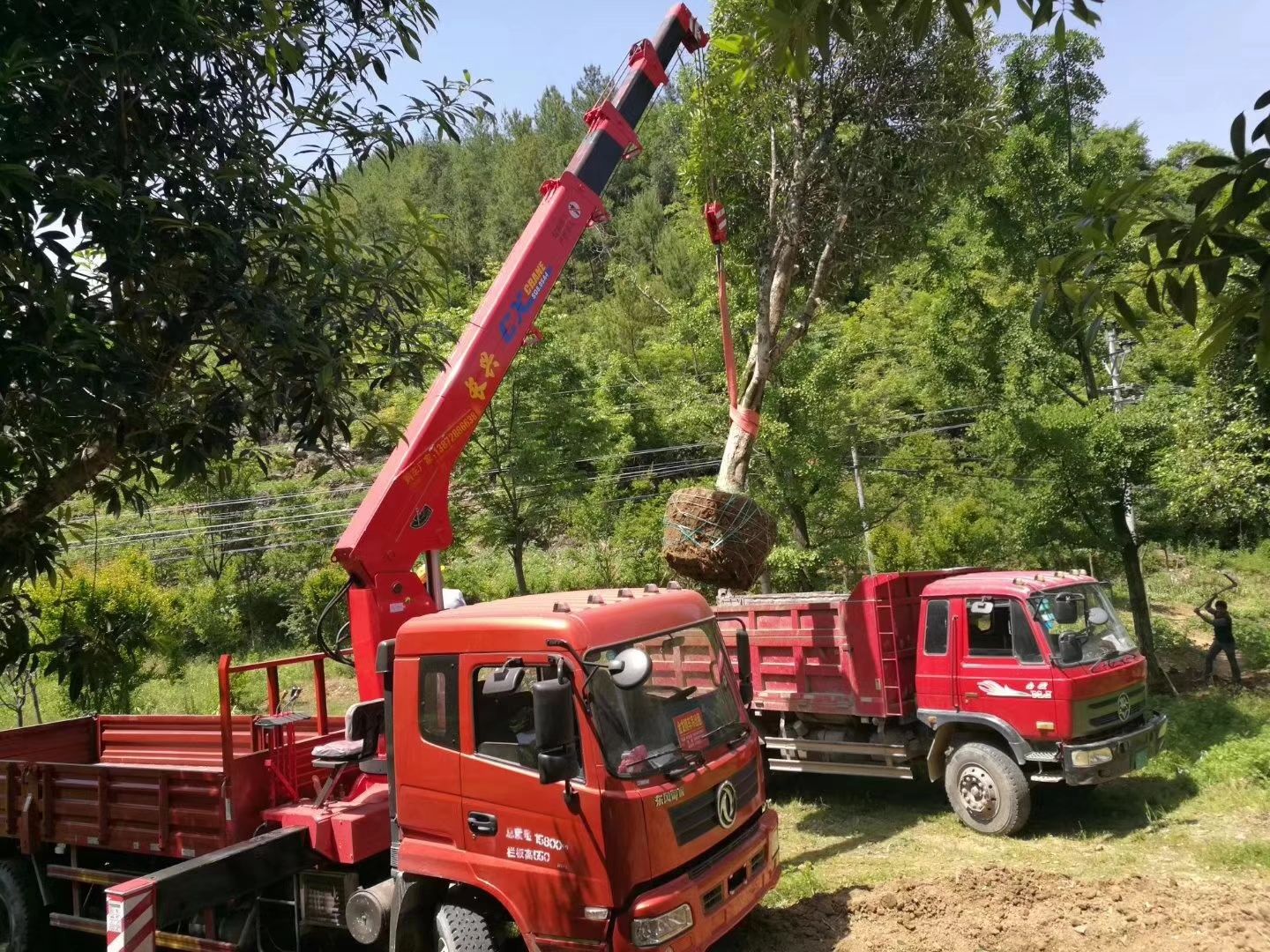 园林绿化车 
