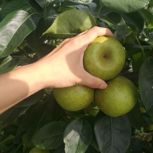  優(yōu)質(zhì)嫁接翠冠梨樹苗脆甜水分足現(xiàn)挖現(xiàn)發(fā)品種保證