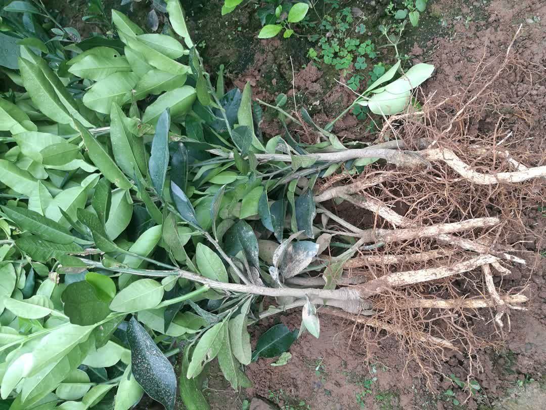  南北方地栽红心柚树苗现挖现发品质保证保湿发货