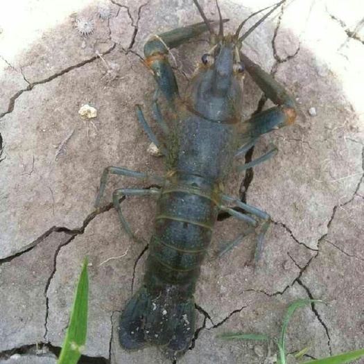 广州澳洲龙虾苗