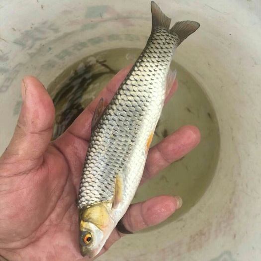广州草鱼苗