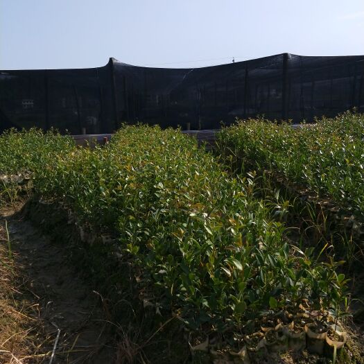 攸县油茶苗