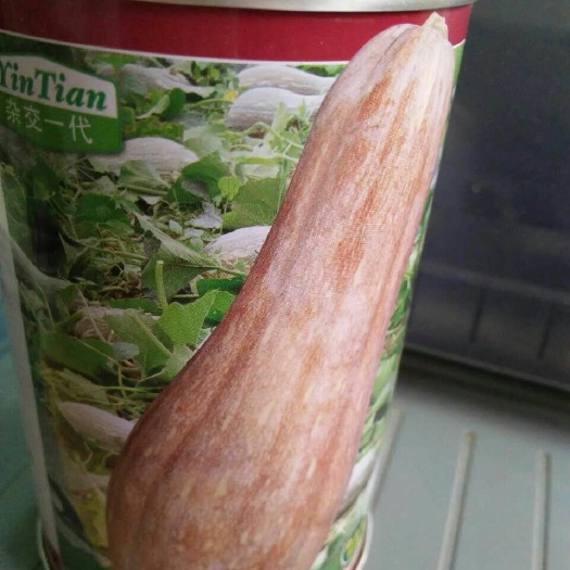 曹县蜜本南瓜种子 95% 