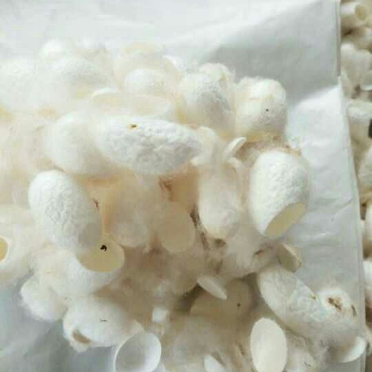 桑蚕 