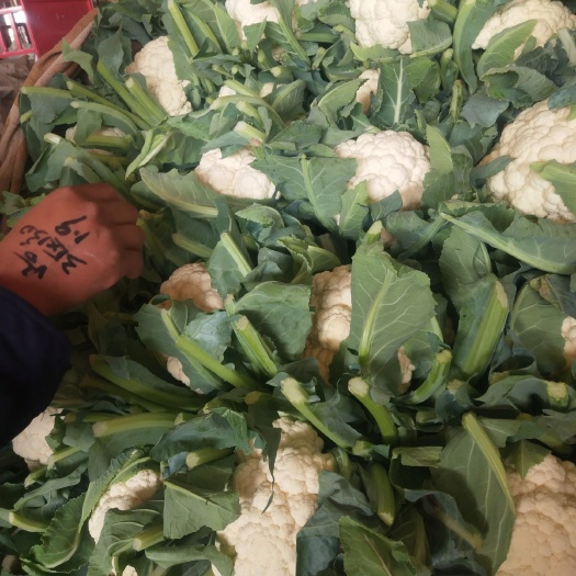 邯郸白花菜花 紧密 2~3斤 乳白色