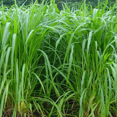  皇竹草种子南方北方多年生四季高产牧草猪牛羊鸡鸭鹅鱼兔草籽