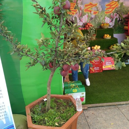花牛苹果树苗  甘肃花牛红富士嫁接苹果苗子3年苗子