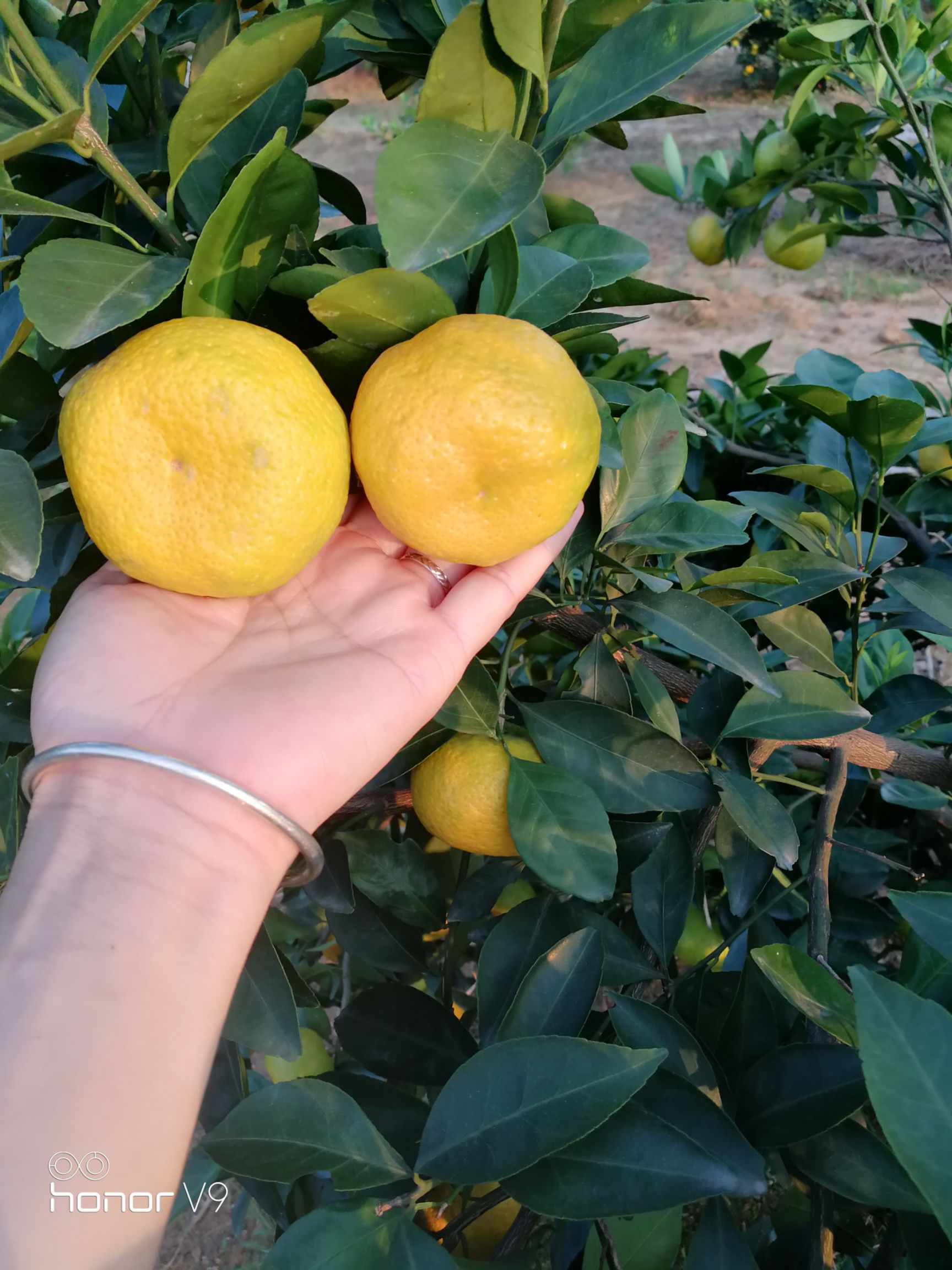 新余蜜桔 5.5 - 6cm 1 - 1.5两