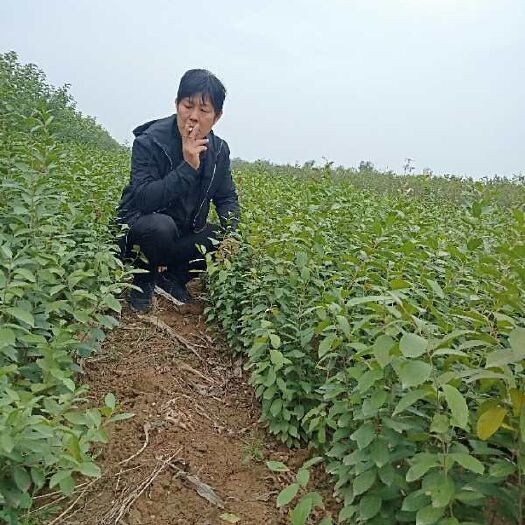 绛县钙果苗 0.5~1米 