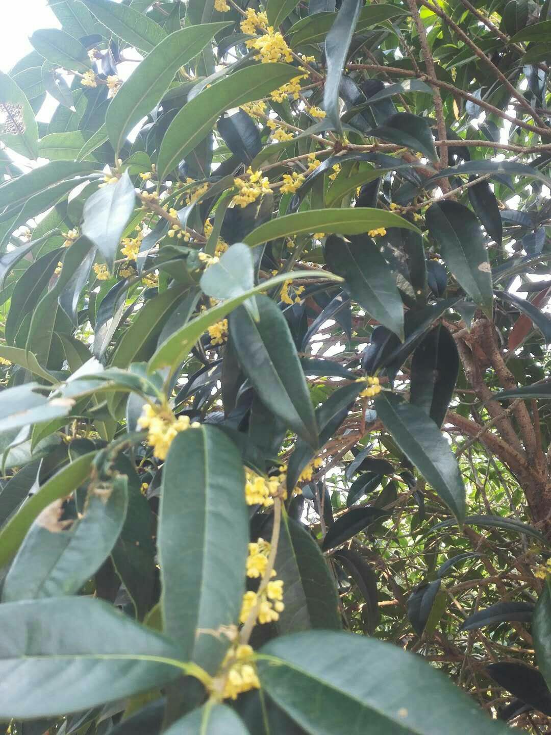 金桂