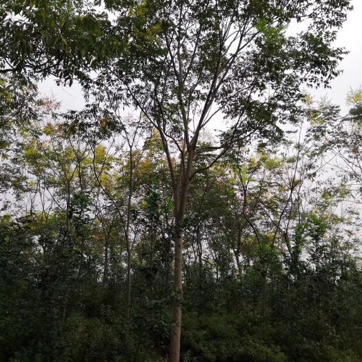 益阳黄山栾树
