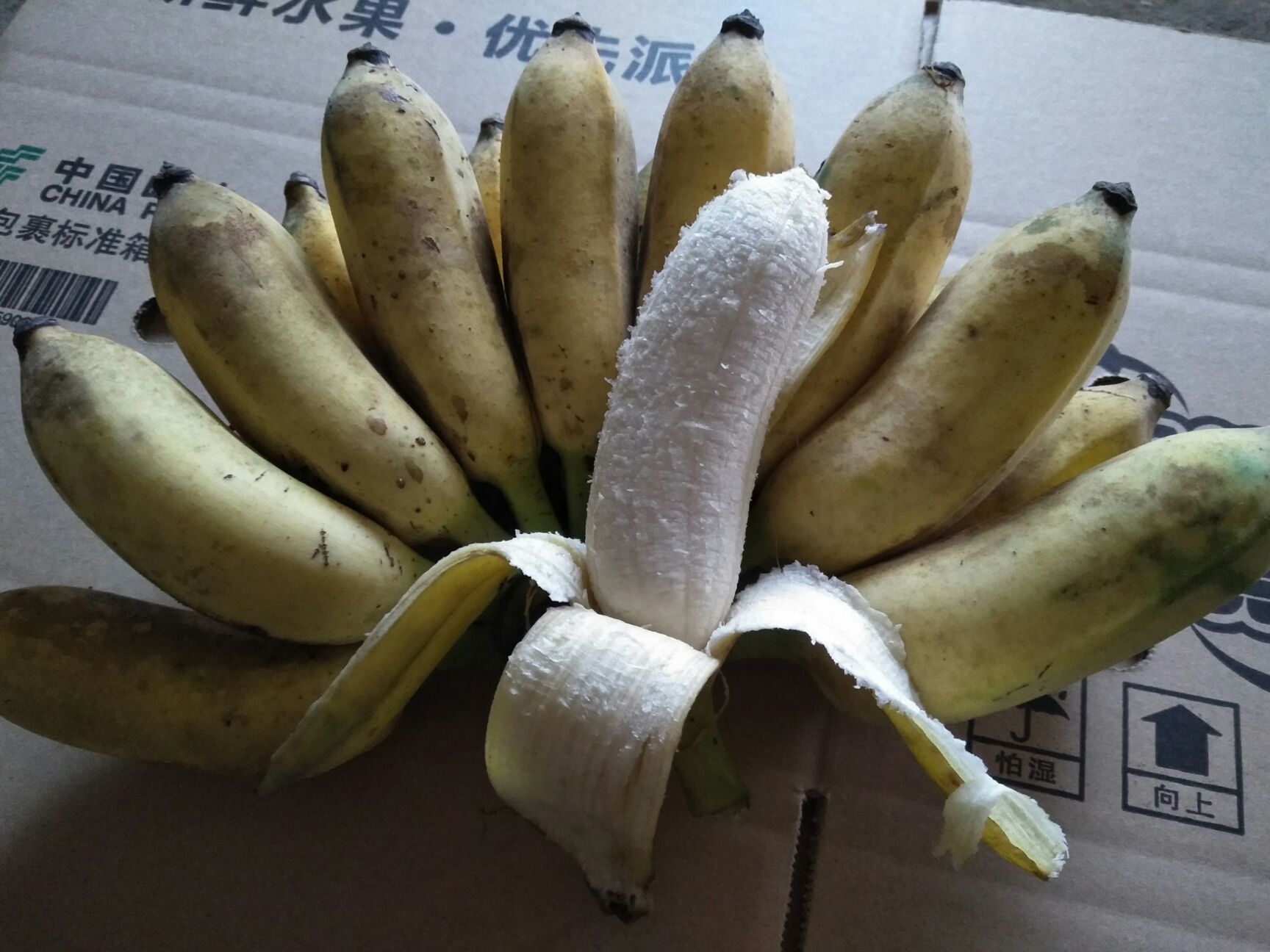 南宁香蕉  西贡蕉