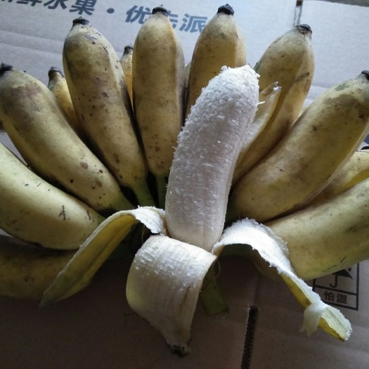 南宁香蕉  西贡蕉