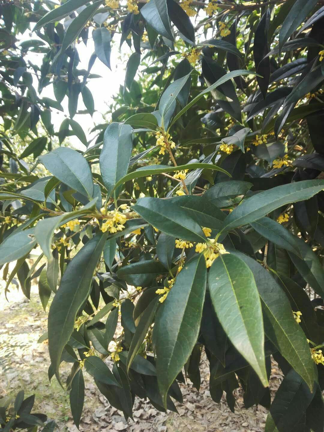 金桂