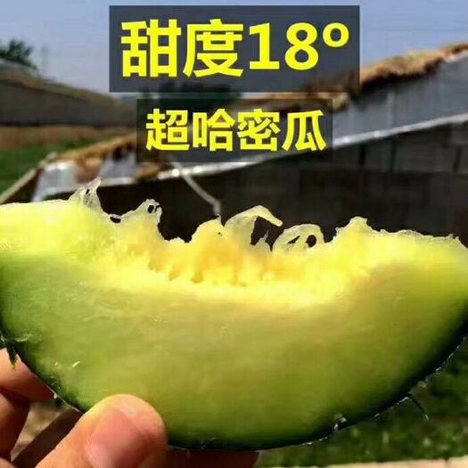 彬州市网纹蜜瓜 一级果