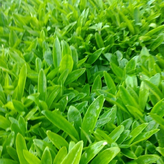 洱源县秦艽 根茎统货全干