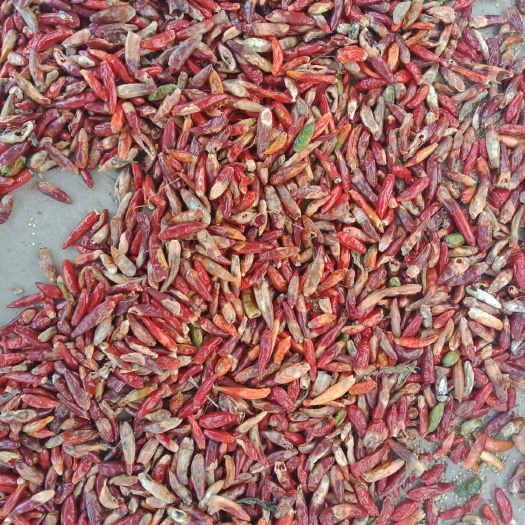 临颍县朝天椒 2~5cm 黄色 中辣 