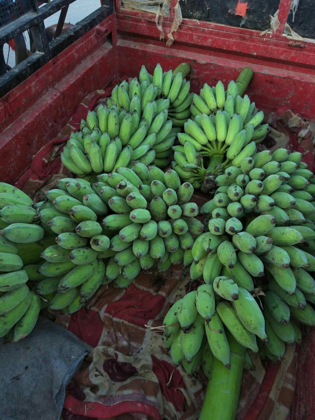 香蕉  西贡蕉