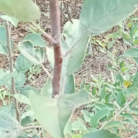 绛县红色之爱苹果苗 1~1.5米