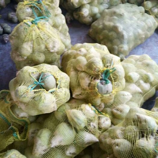 滕州市芥菜头  大量供应