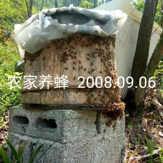 万源市五倍子蜜 玻璃瓶装  2年以上