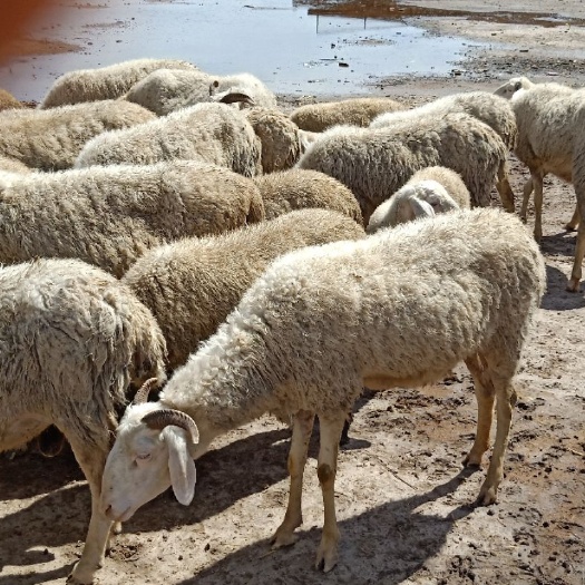 140-170斤羊批发采购_140-170斤羊供应_140
