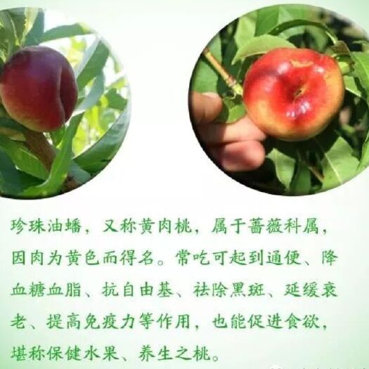 泰安油蟠桃苗 0.5~1米