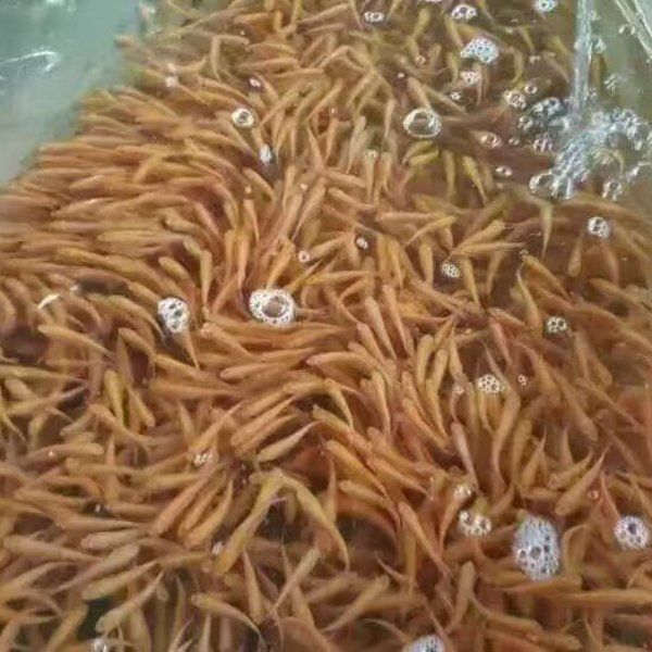 俄羅斯金絲鯇魚苗