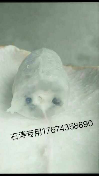 古丈县八月瓜苗  无籽 八月瓜树苗 八月炸果树 天青一号