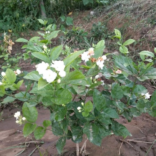 平邑县茉莉花苗