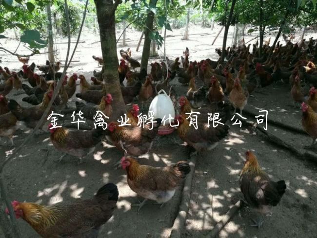  纯种黑瑶土鸡苗，运输包  活，打疫苗，成活  率高
