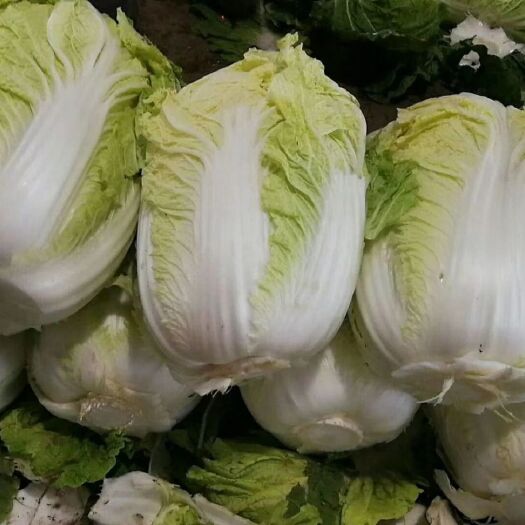 洮南市黄心大白菜  韩国黄心菜3--6斤大量供应品质保证
