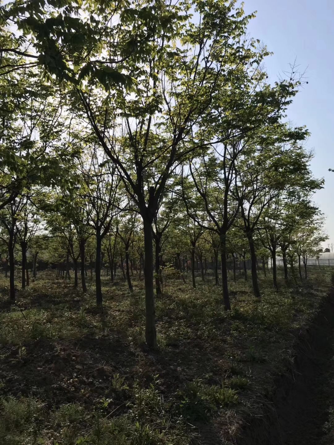 黄山栾树