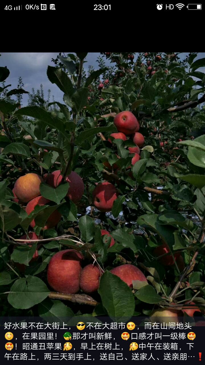 冰糖心苹果 光果 全红 特大果