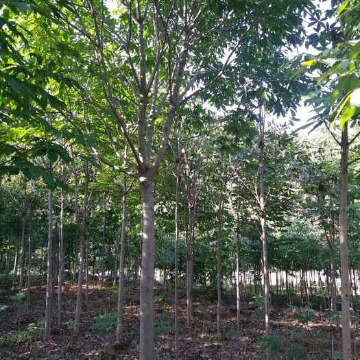 西峡县 供应各种规格七叶树