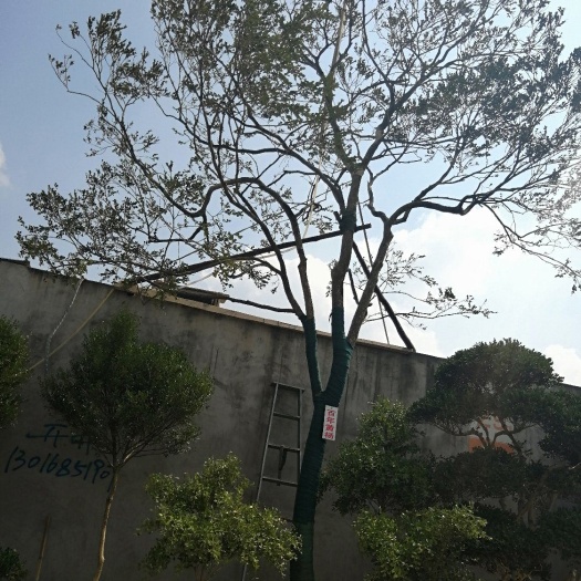 常州小叶黄杨