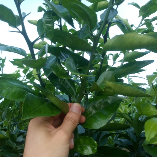 资阳沃柑枝条 091无核沃柑