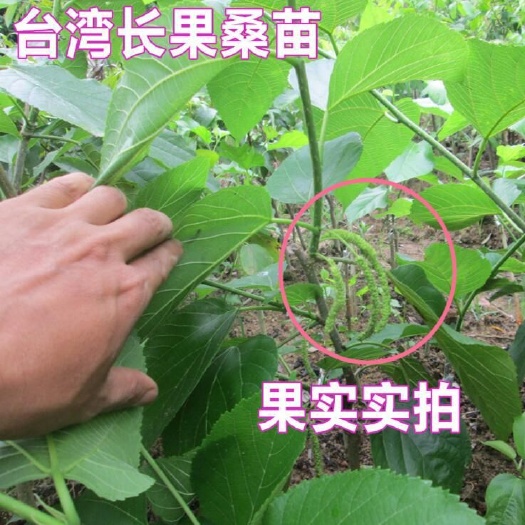 郯城县长果桑 
