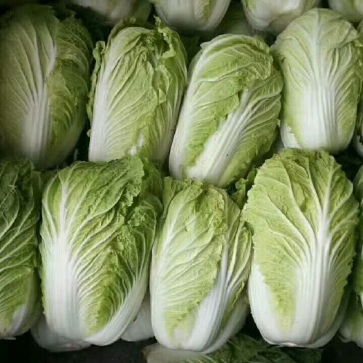 夏杨白3~6斤 净菜