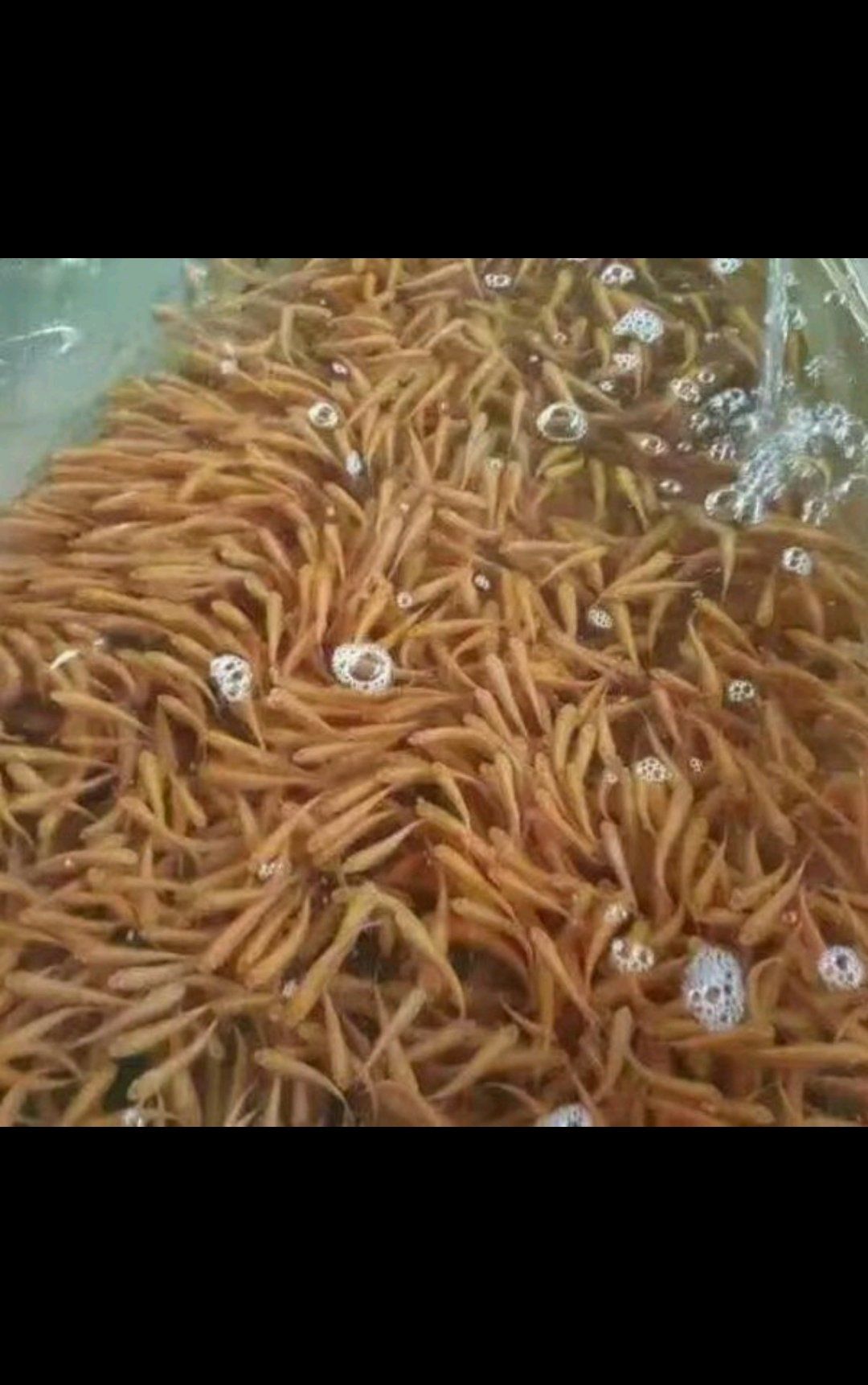 俄羅斯金絲鯇魚苗