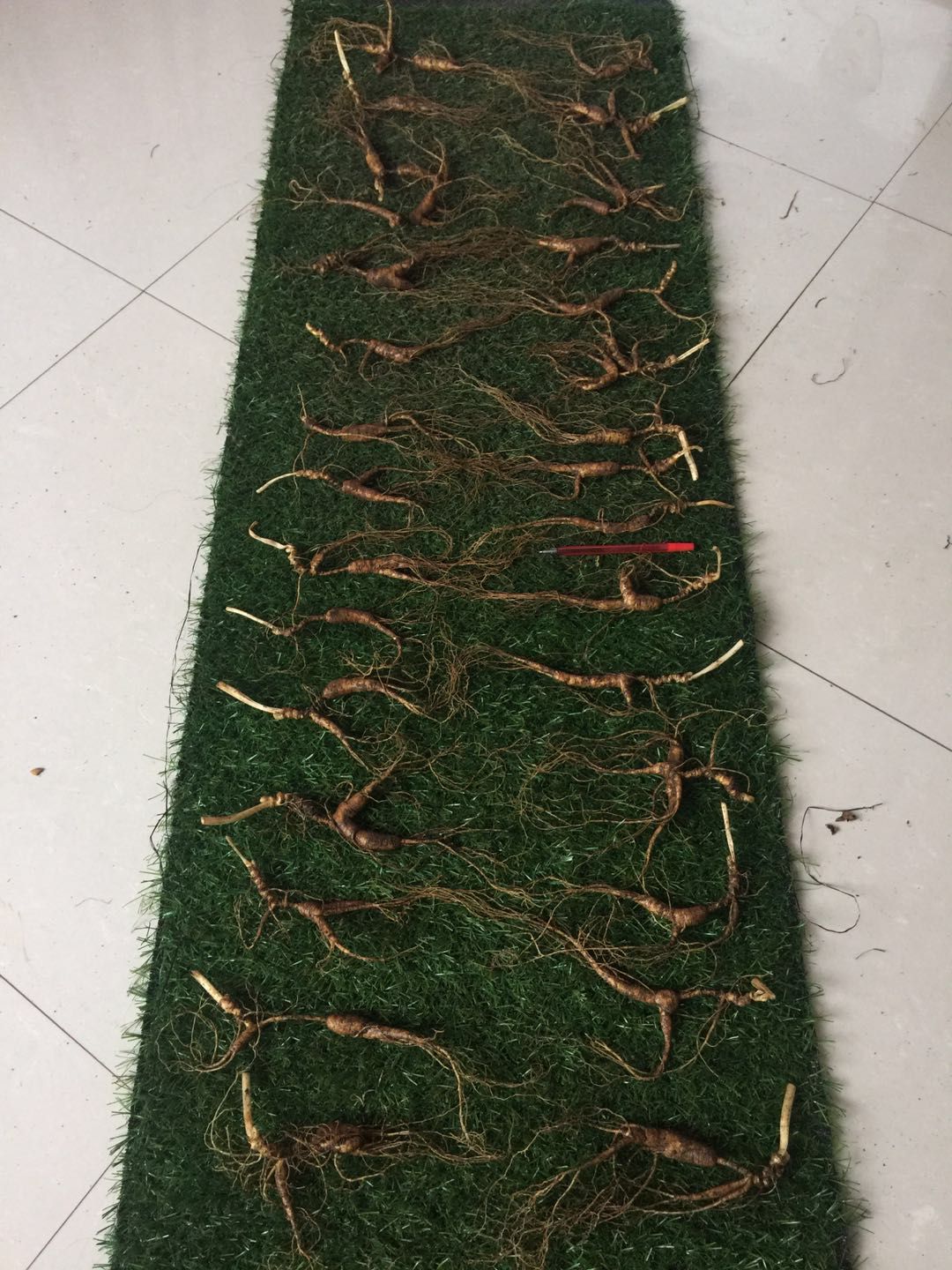 林下参人参 林下籽 鲜人参 山参